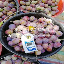 山東味馨李子苗價(jià)格洞察與日用雜品的關(guān)聯(lián)思考